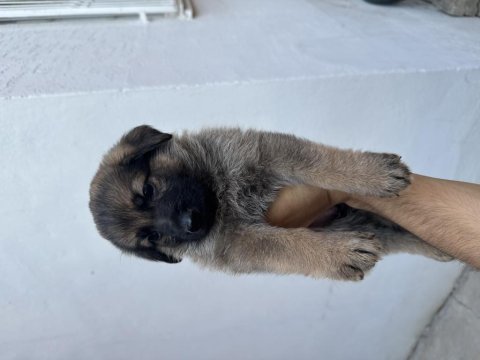 Orjinal saf alman kurdu yavruları teslime hazır