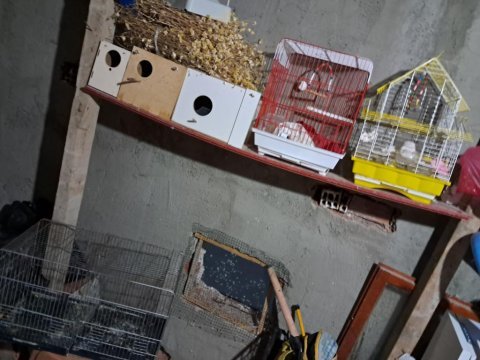 Kafes cıftlı teklı yumurtalık