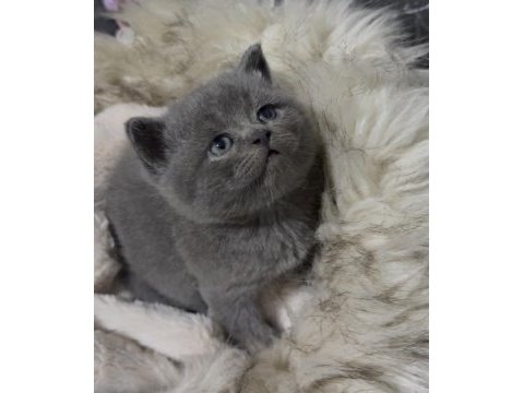 British shorthair