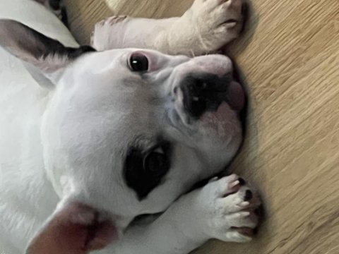French bulldog yavru