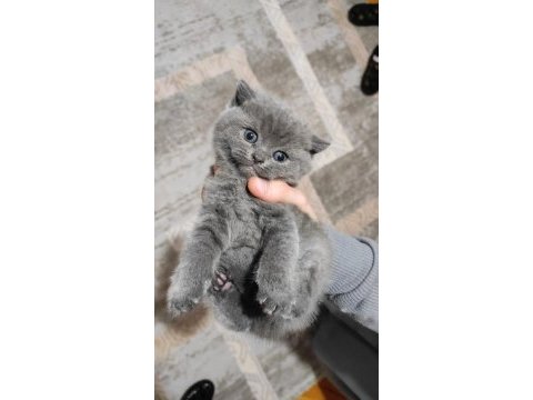 British shorthair scottish fold gri renk yavrular