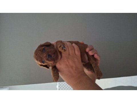 Mersin lokumu poodle yavrular bunlar