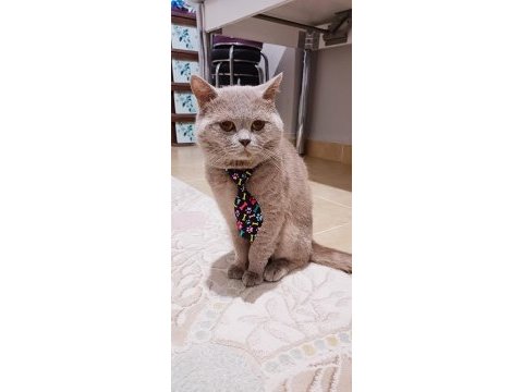 Nadir renk lilac british shorthair