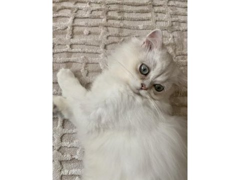 Çok sevimli british longhair