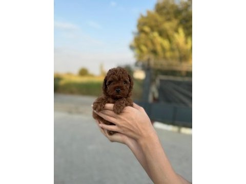 Dikkat oyuncak değildir poodle
