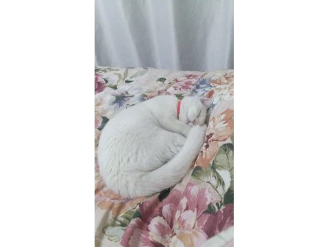 9 aylık british shorthair kızım mia ya yuva arıyoruz