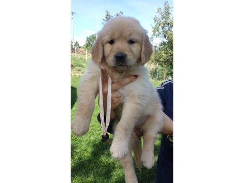 Golden retriever yavruları
