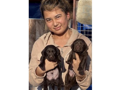 Labrador redriever sevimli yavrular