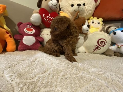 Kore erkek poodle çocuk