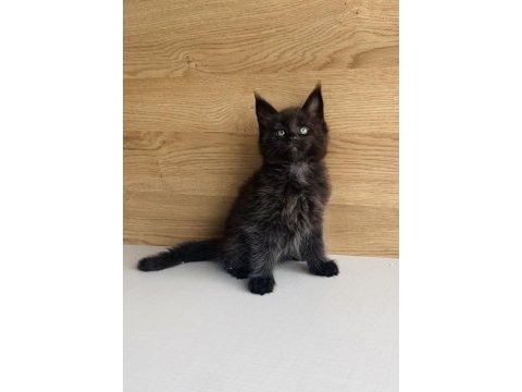 Değerini bilene özel black maine coon bebeğim 