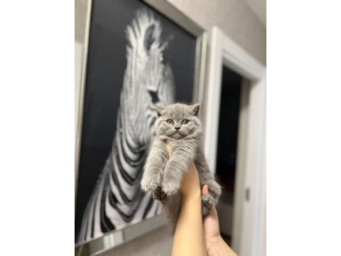 Ayı surat  brıtısh shorthair yavrularım 