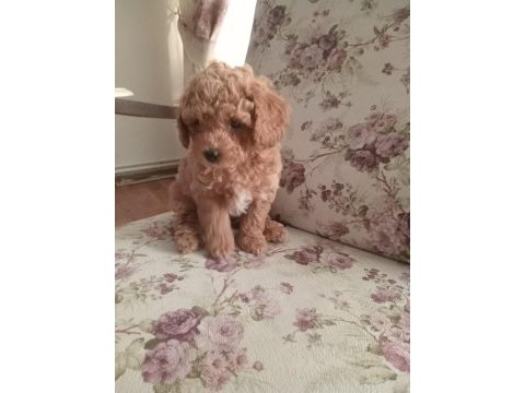 40 günlük toy poodle erkek yavrularım