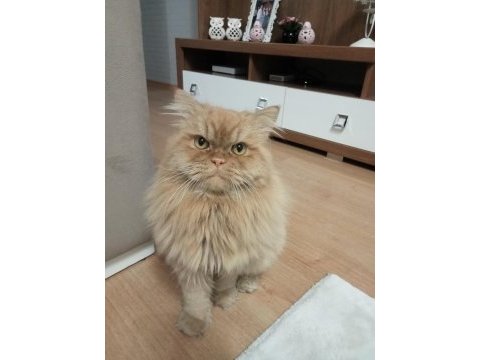 Erkek chinchilla kedime eş arıyorum