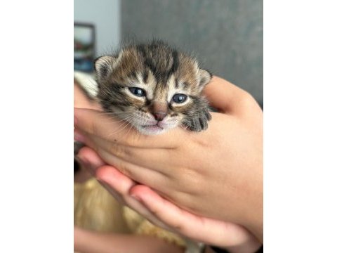 15 günlük yavru kedimiz