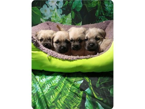 Pug mops mal bebekler