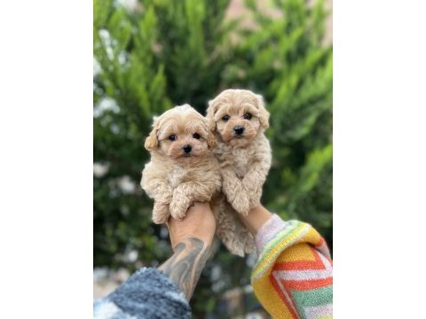 Ankaranın en güzel maltipoo yavruları