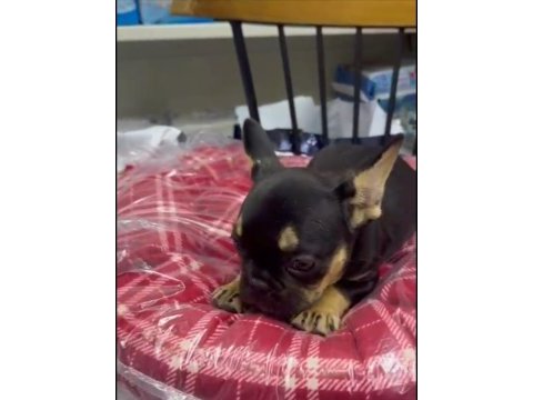 French bulldog yavrularımız ırk ve sağlık garantili