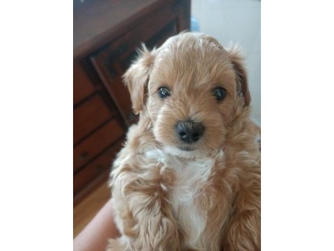 Çok tatlı maltipoo erkek yavrumuz