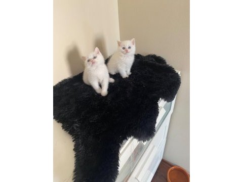 Oyuncu british shorthair yavrular