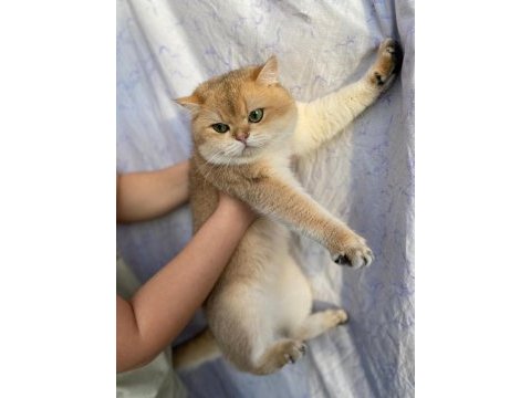 Golden ny 11 erkek british shorthair