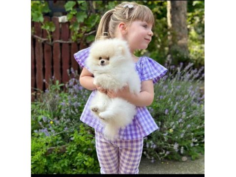 Mersin pomeranian yavru köpeğimiz