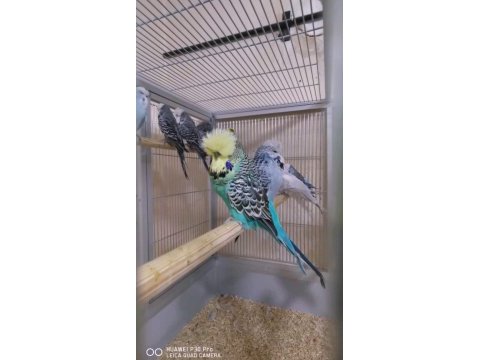 Show jumbo rainbow yavrular ve damızlık kuşlar