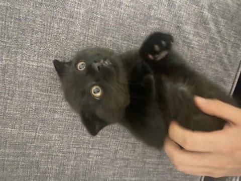 Erkek scottish fold siyah bebeğimiz