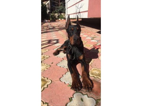 A kalite doberman yavruları