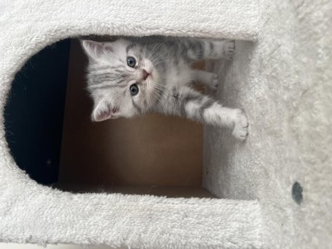 3 erkek ve 1 dişi scottish fold yavrularım