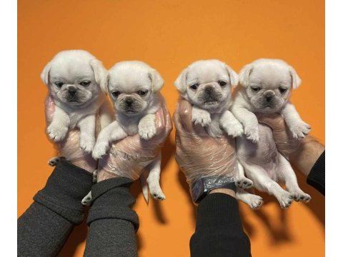 Egzotik beyaz pug yavrularım özel olmak istiyorum diyorsan