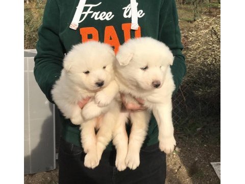 Kar beyaz samoyed yavrular hazır