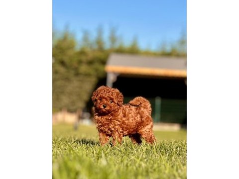 Hipoalerjanik toy poodle bebeklerim