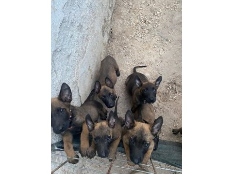 Anatomi bombası belçika malinois yavrular