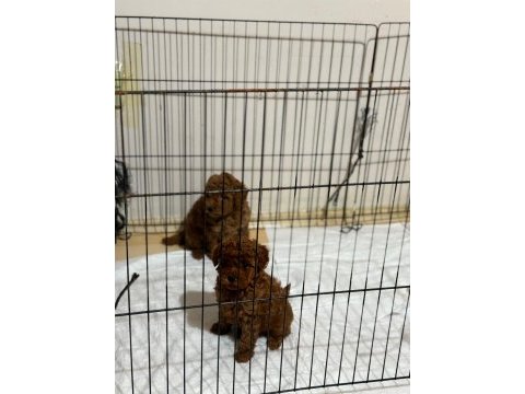 En koyusundan toypoodle 