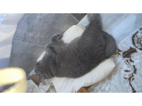 Kısır 8 aylık erkek british shorthair