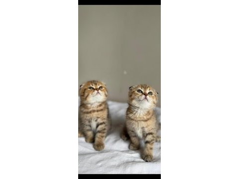 Ny24 golden scottish fold bebeklerimiz