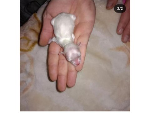 Kore kani maltese yavrulari wc eğitimli