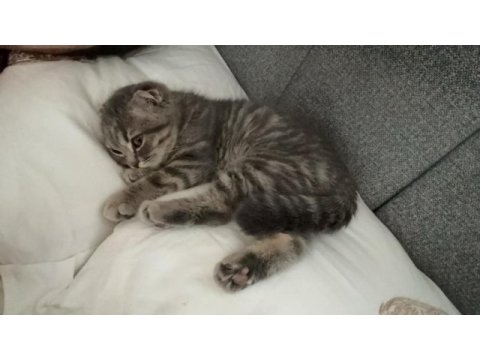 Erkek scottish fold