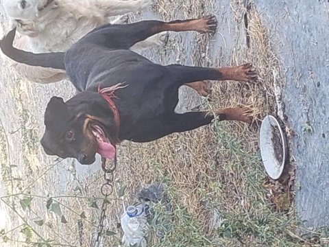 Dişi rottweiler