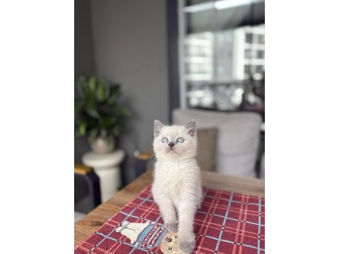 Brıtısh shorthair blue poğnt y