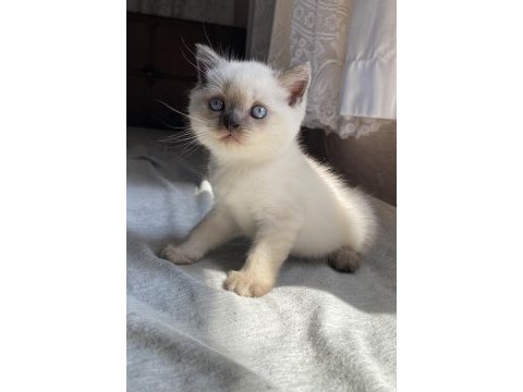Yavru brıtısh shorthaır bluepoınt