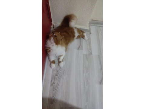İran kedisi 4 aylık