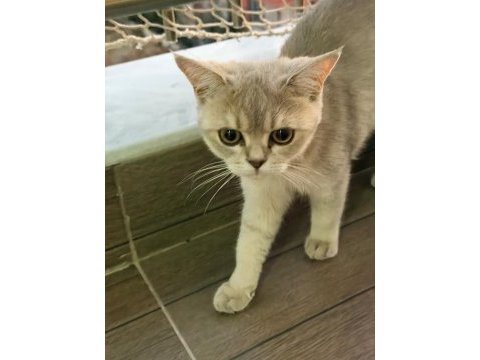 British shorthair ücretsiz sahiplendirme