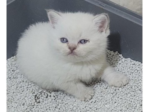 British shorthair ve scottish fold bebişler
