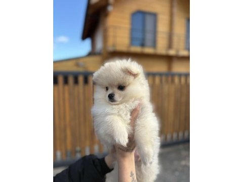Sevimli ayı surat pomeranian boo