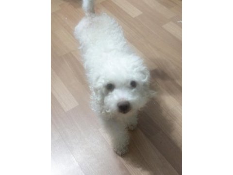 Beyaz maltipoo