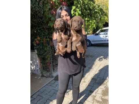 Çikolata labrador yavrularım