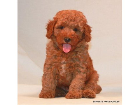 Kıpkırmızı red toy poodle sevimli yavrular