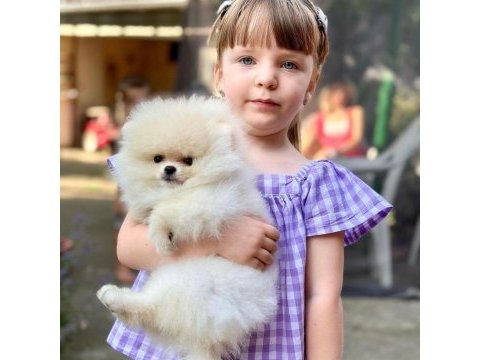 Mersin pomeranian boo sevimli pomeranian yavruları.