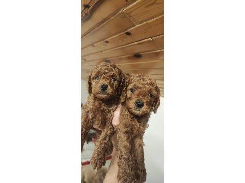 İnanilmaz kalite inanilmaz fiyatlara poodle yavrular